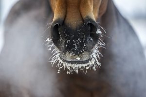 Extra Winter Care for Your Horse with Omega 7