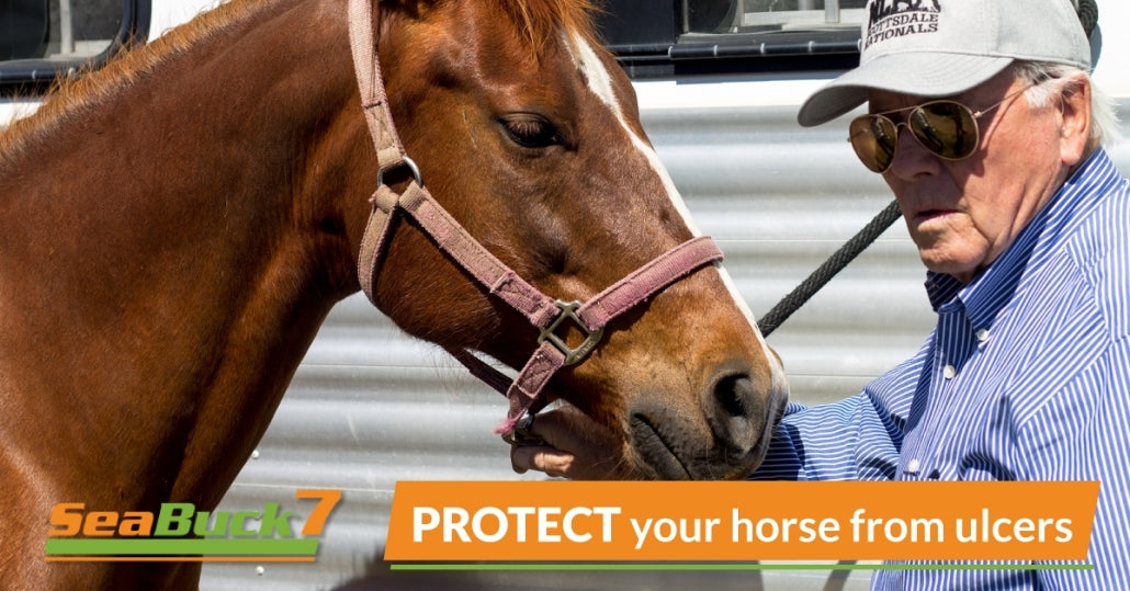 LSU Professor Investigates SeaBuck Equine for Ulcers