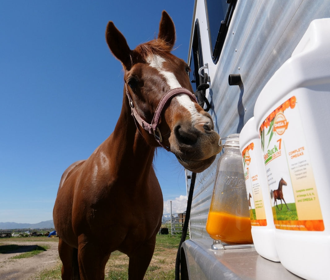 The LSU Study That’s Changing How Performance Horse Owners Handle Ulcers (And Why Your Horse Needs This)