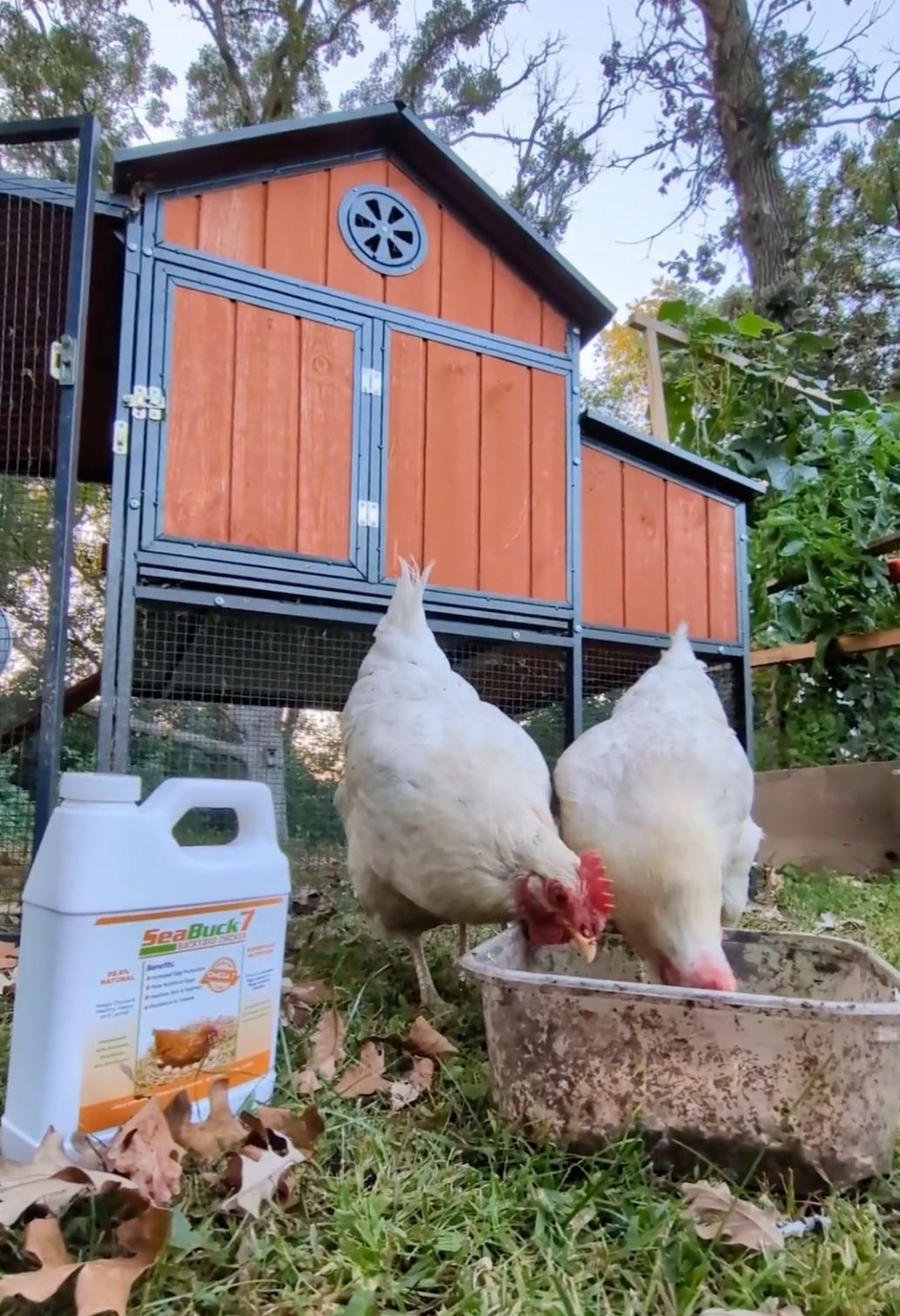 backyard chicken supplement for healthier hens, more eggs & healthier eggs